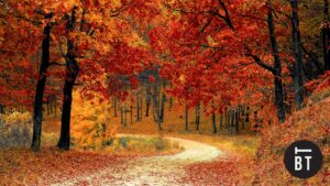 Best Spots to See Fall Colours in Toronto
