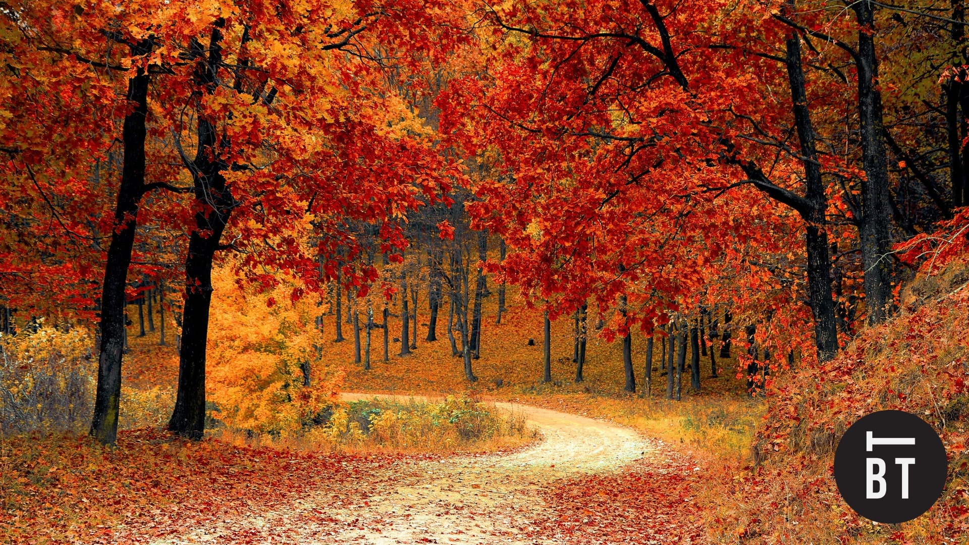 Best Spots to See Fall Colours in Toronto