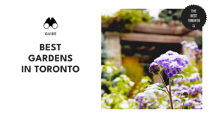 The Most Enchanting Public Gardens in Toronto