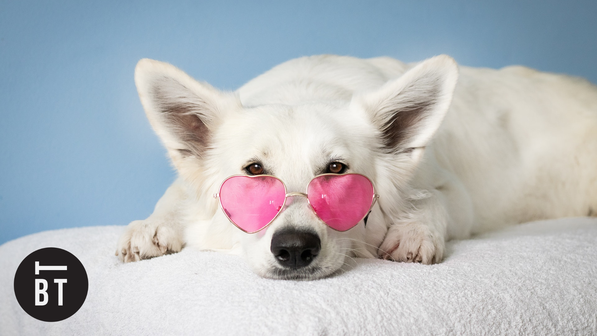 A Guide to Having the Best Vacation in Toronto with Your Dog
