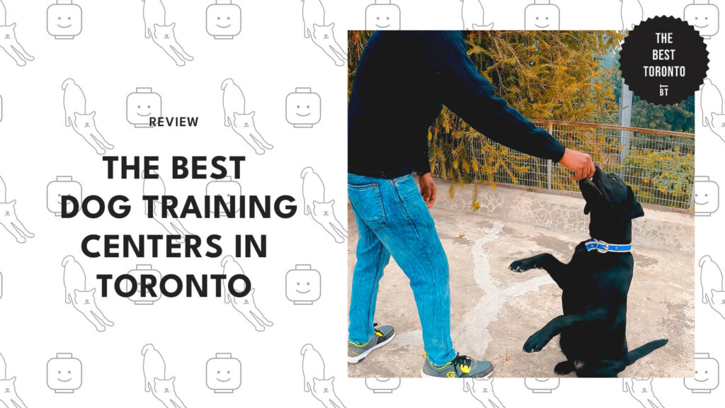 A Look at the 8 Best Dog Training Centers in Toronto