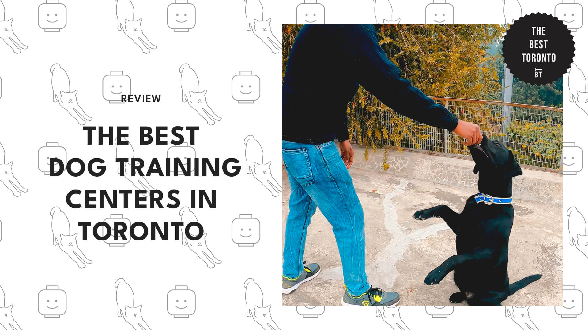 Best Dog Training Centers