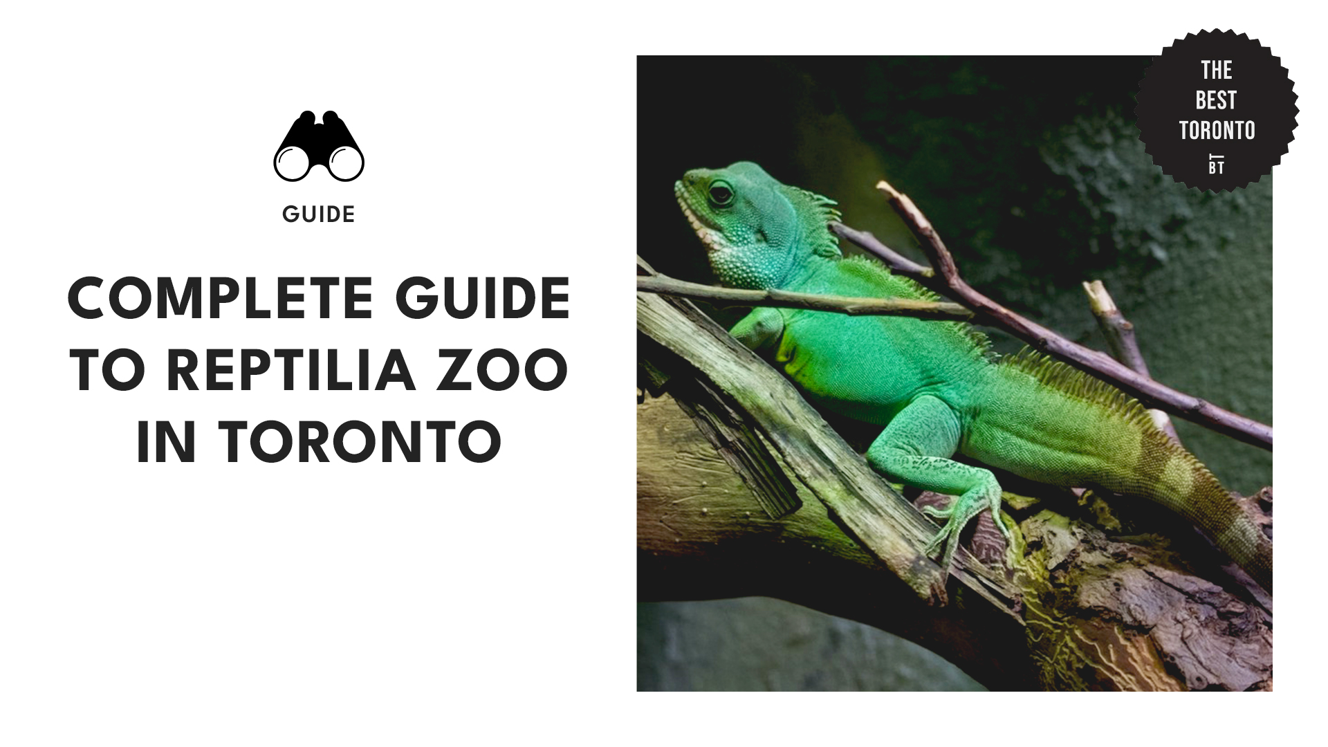 guide-to-reptilia-zoo-toronto