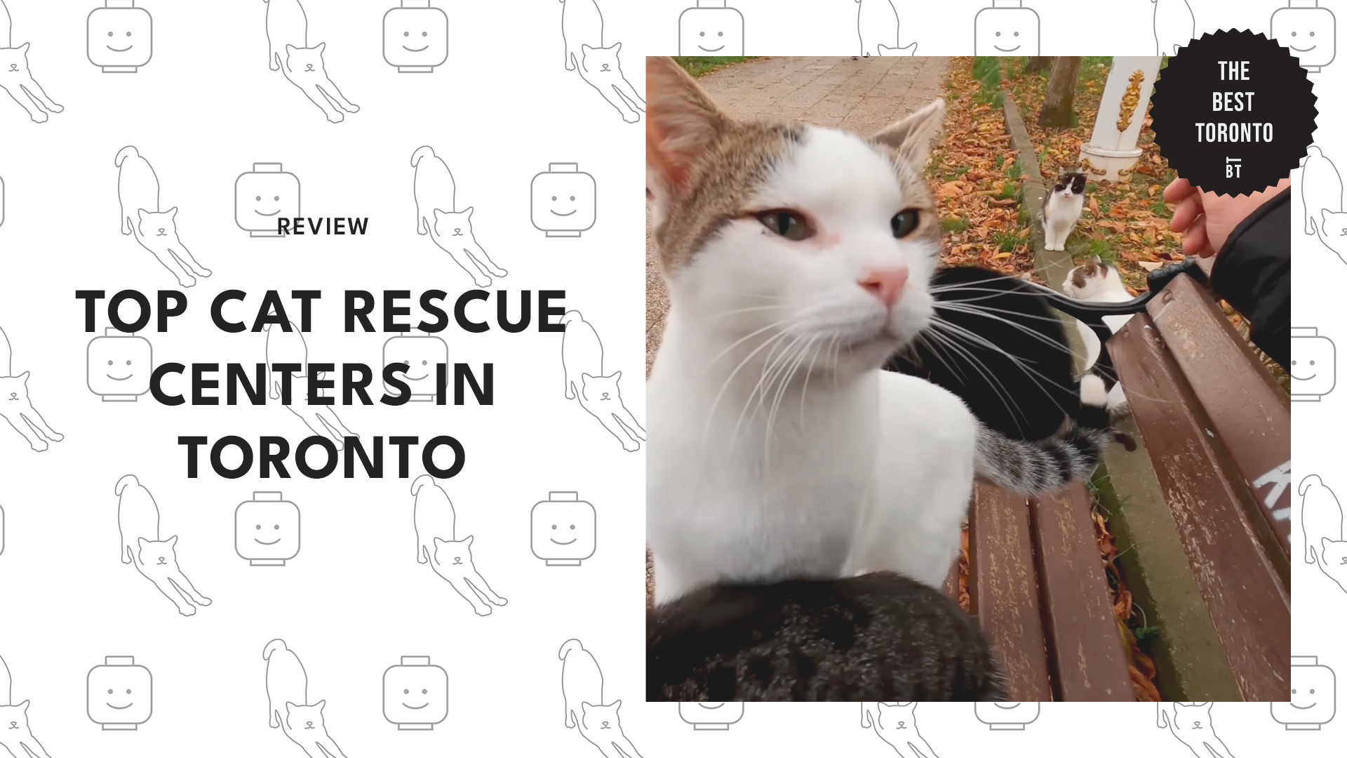 top-cat-rescue-centers-toronto