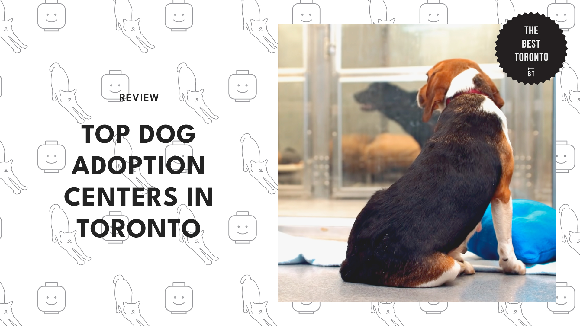 top-dog-adoptation-centers-toronto