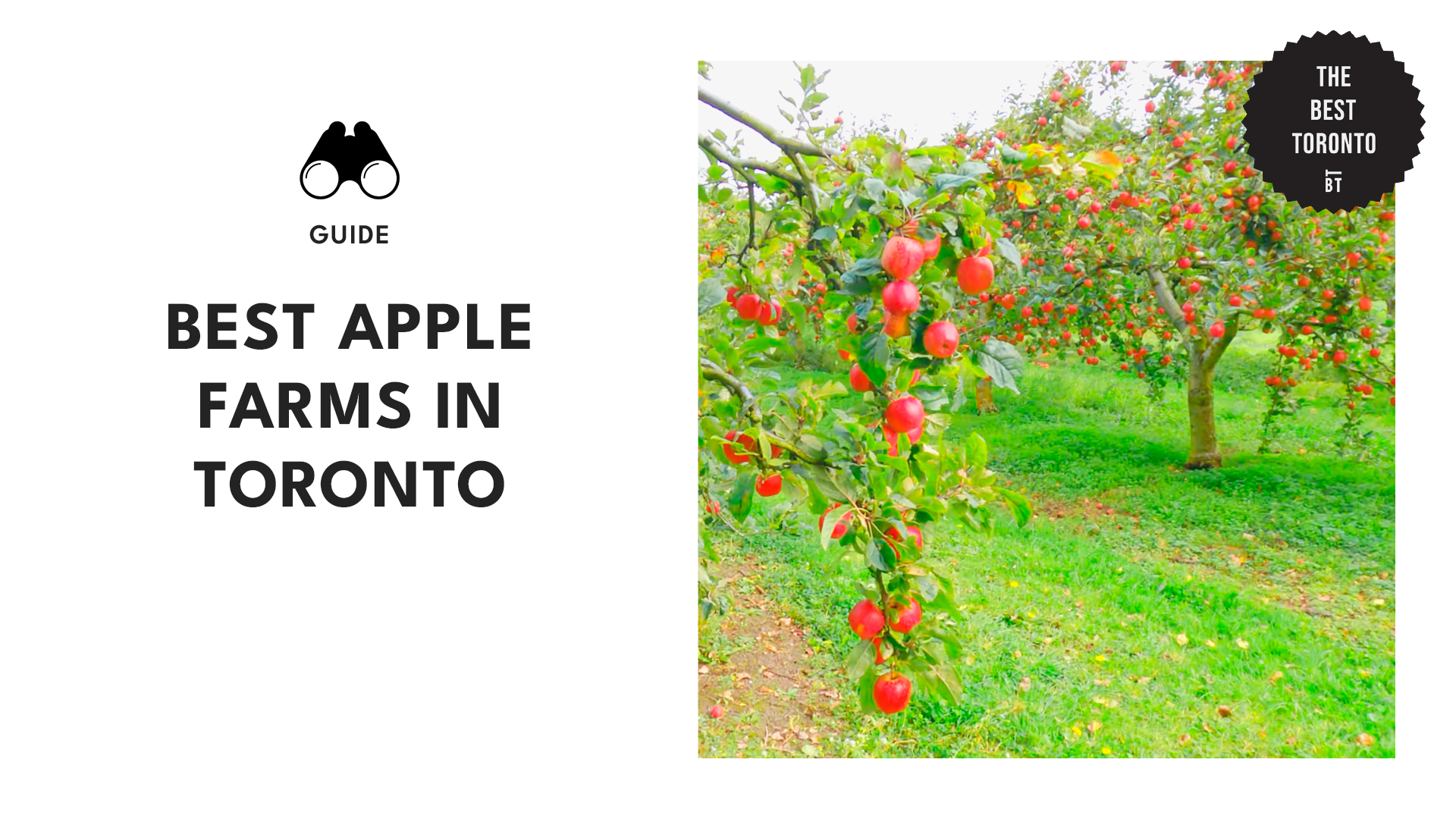 best-apple-farms-toronto