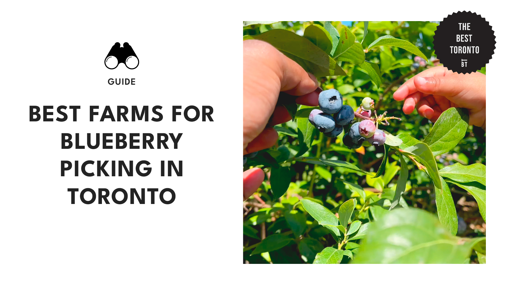 best-blueberry-picking-farms-toronto