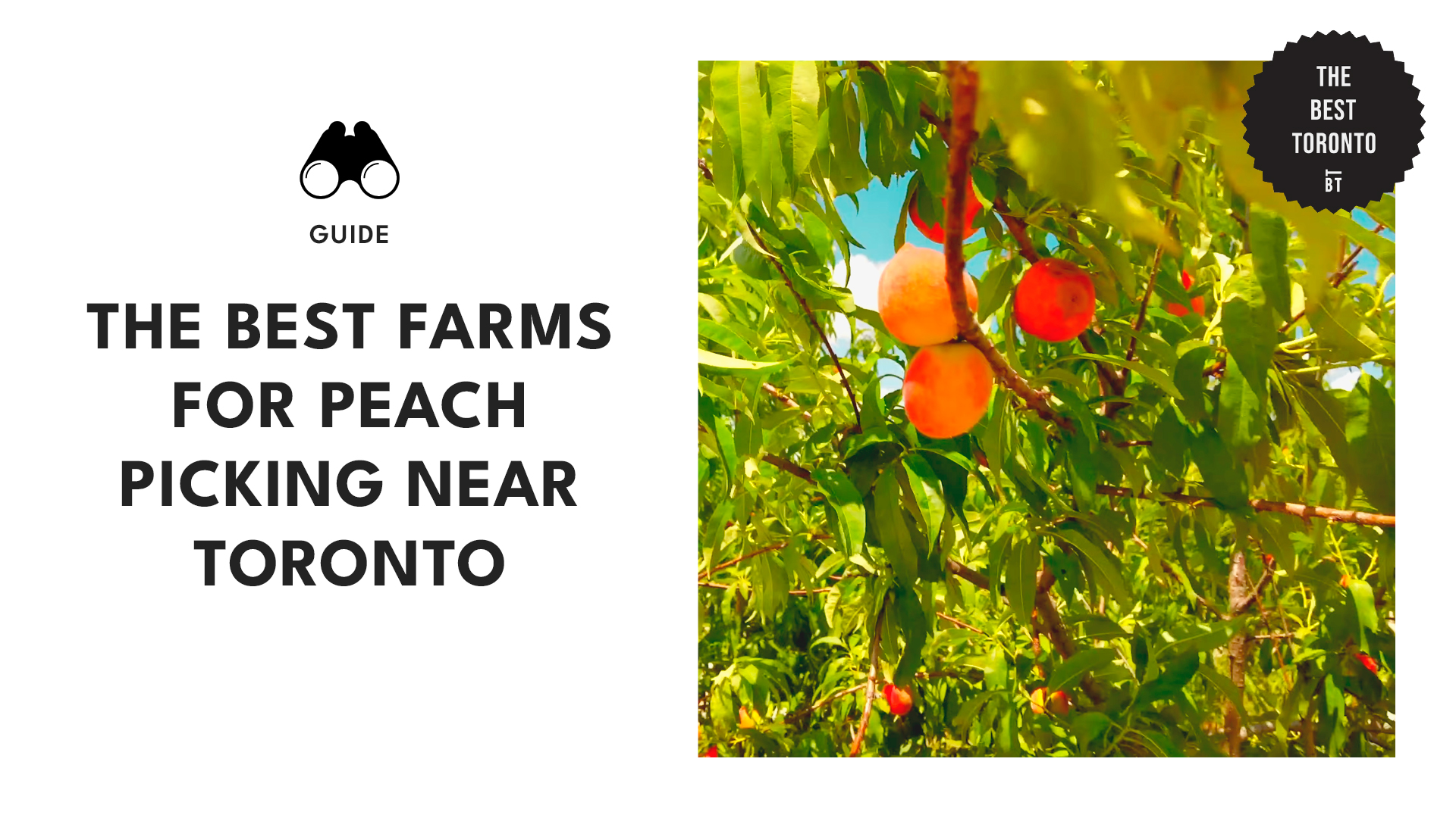 best-peach-picking-farms-toronto