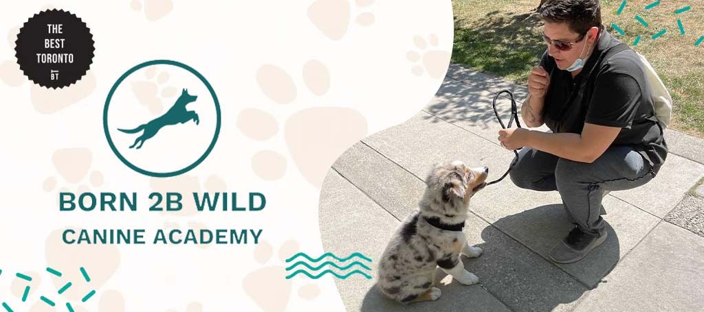Born 2B Wild Canine Academy