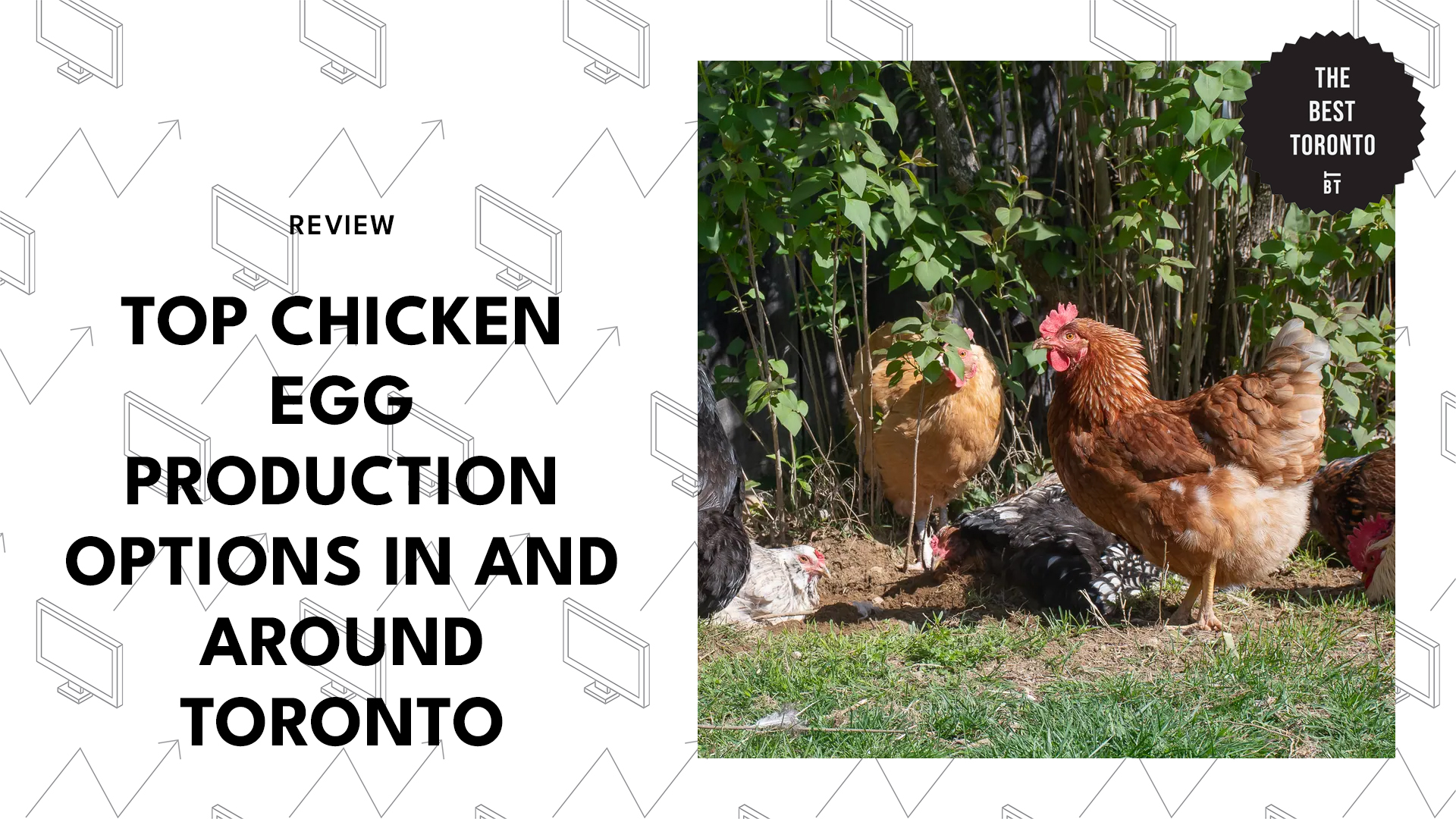 top-chicken-egg-production-options-in-and-around-toronto