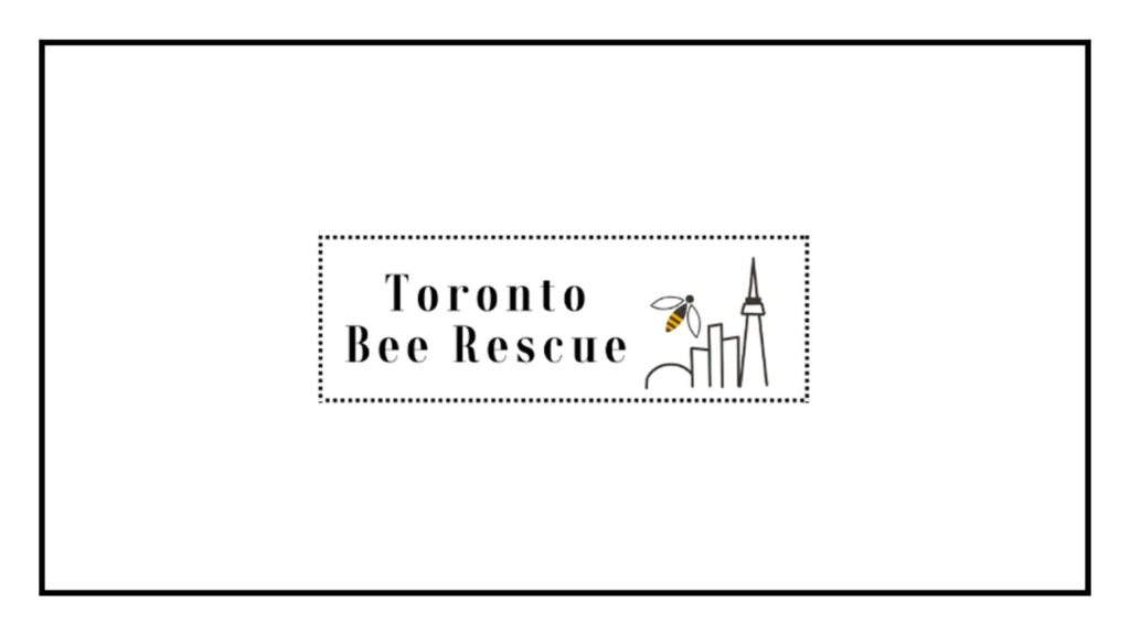 toronto-bee-rescue