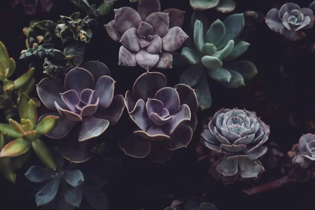 Allan Gardens
