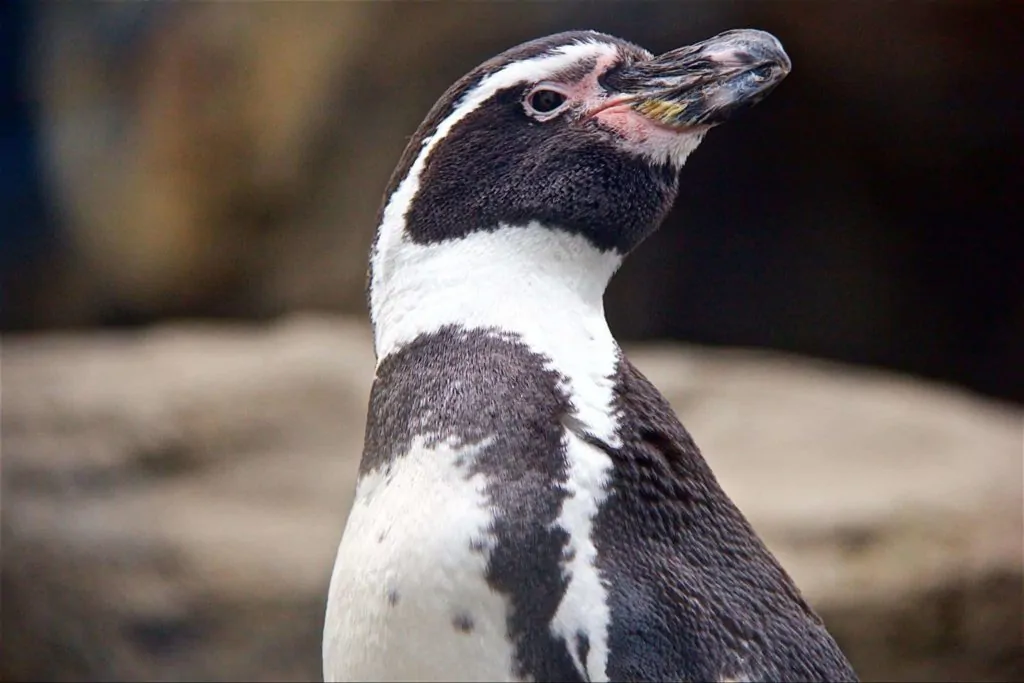 Calgary Zoo Homepage