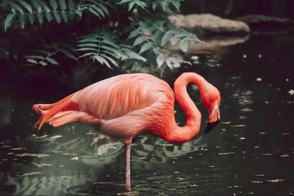 Elmvale Jungle Zoo Homepage