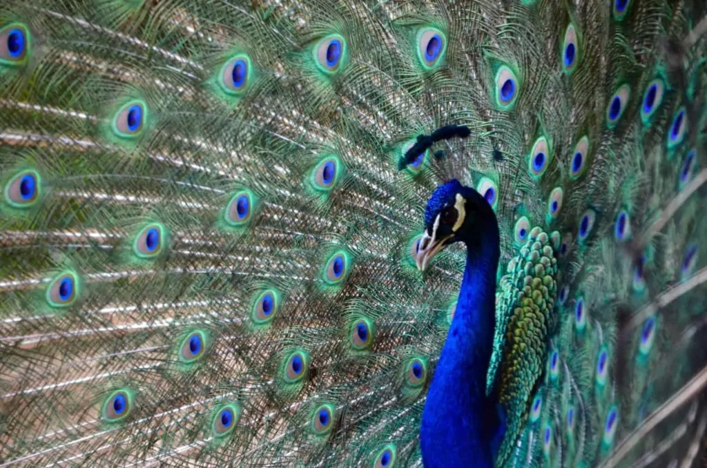 Killman Zoo Homepage