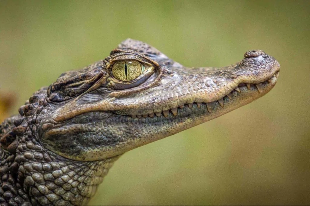Reptilia Vaughan Homepage