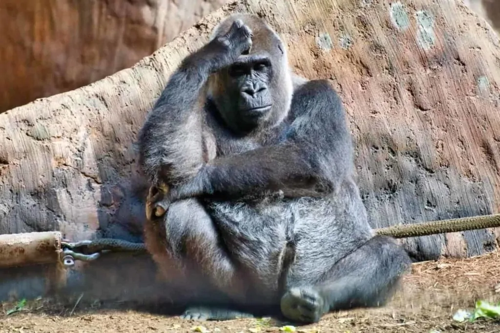 Toronto Zoo Homepage