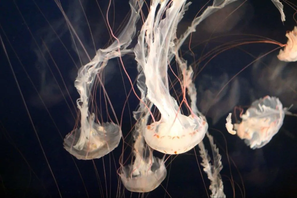 Vancouver Aquarium Homepage