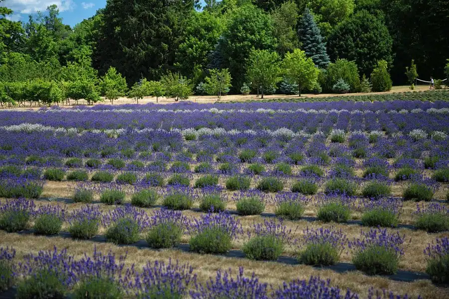 Bonnieheath Estate Lavender and Winery