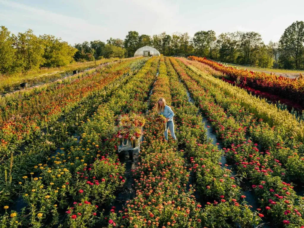Dahlia May Flower Farm