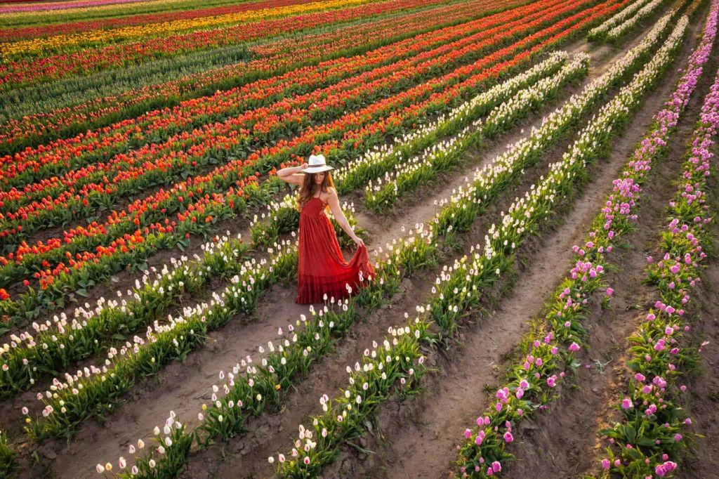 TASC Tulip Pick Farm