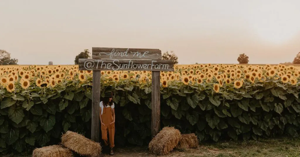 The Sunflower Farm
