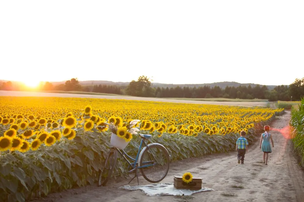 Davis Family Farm