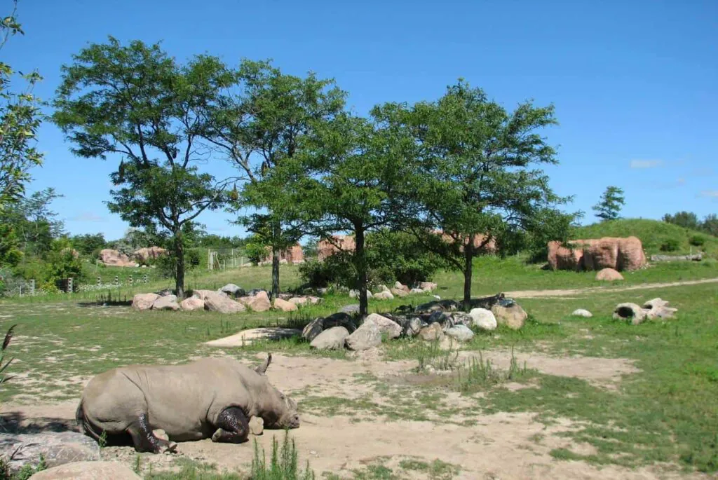 Africa Savannah