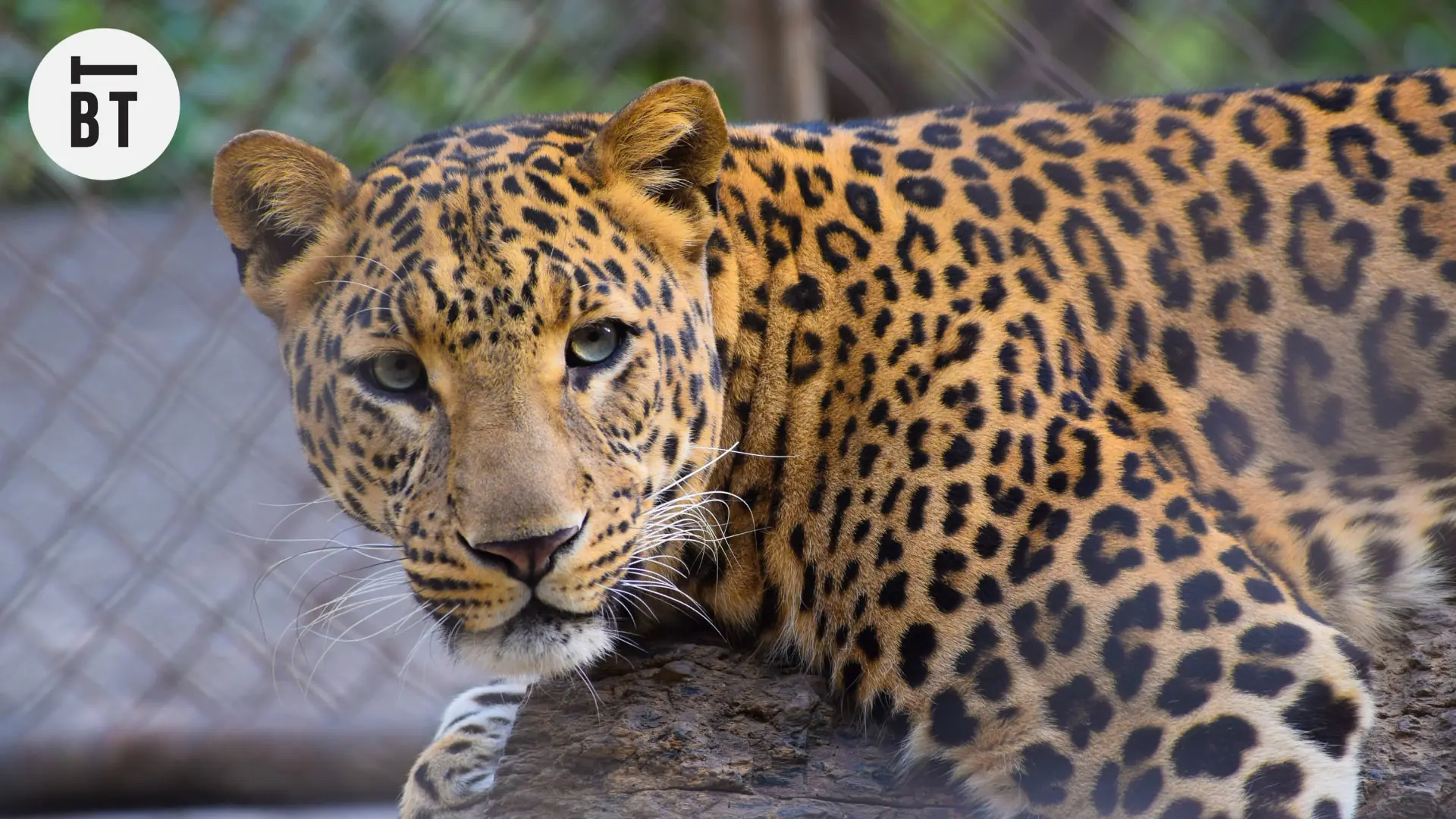 Toronto Zoo 101