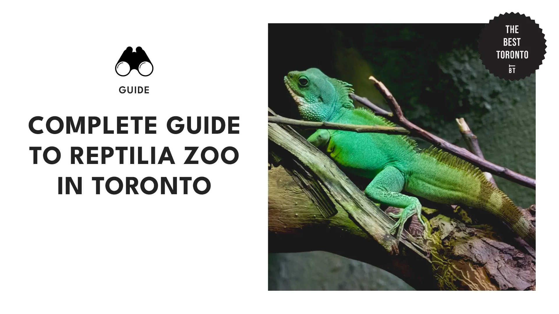 guide-to-reptilia-zoo-toronto